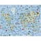 Design Works™ World Map Counted Cross Stitch Kit